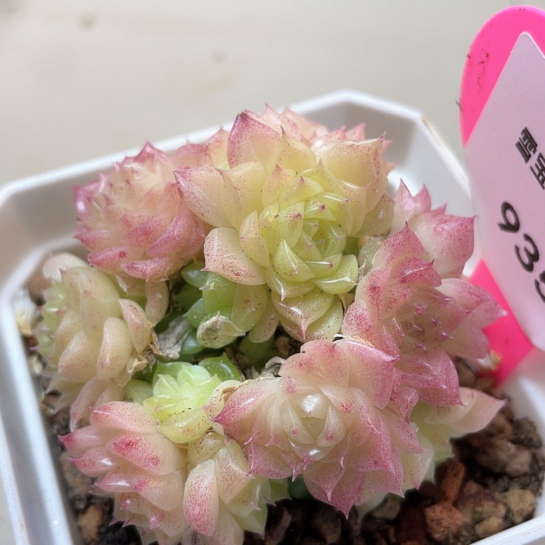 优选麦秆福利9359