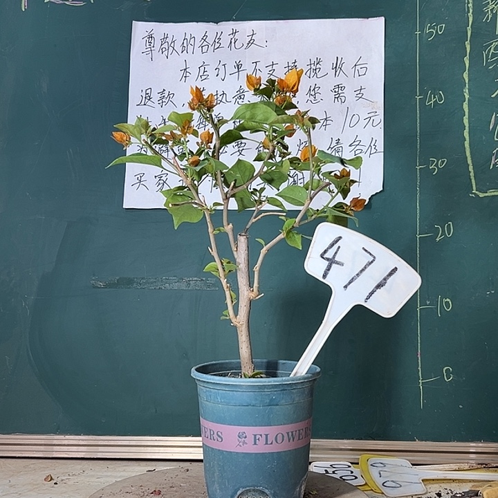 当前无花栽培后可以开花柠檬黄471