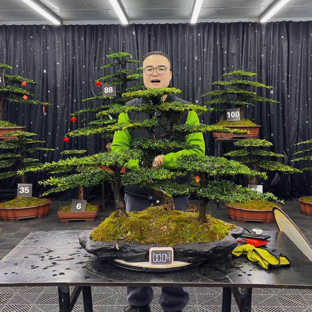 红芽罗汉松造型盆景