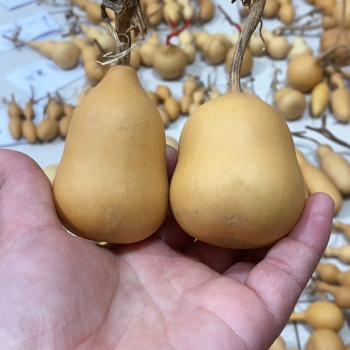 葫芦微瑕的小胖敦葫芦