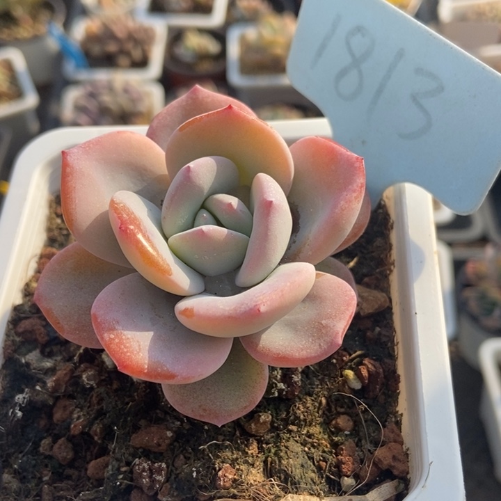 1813奶茶多肉植物保护