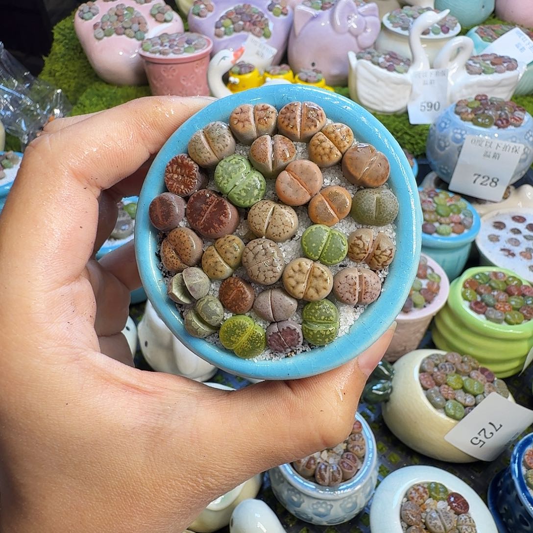 多肉葡萄干和水果茶733