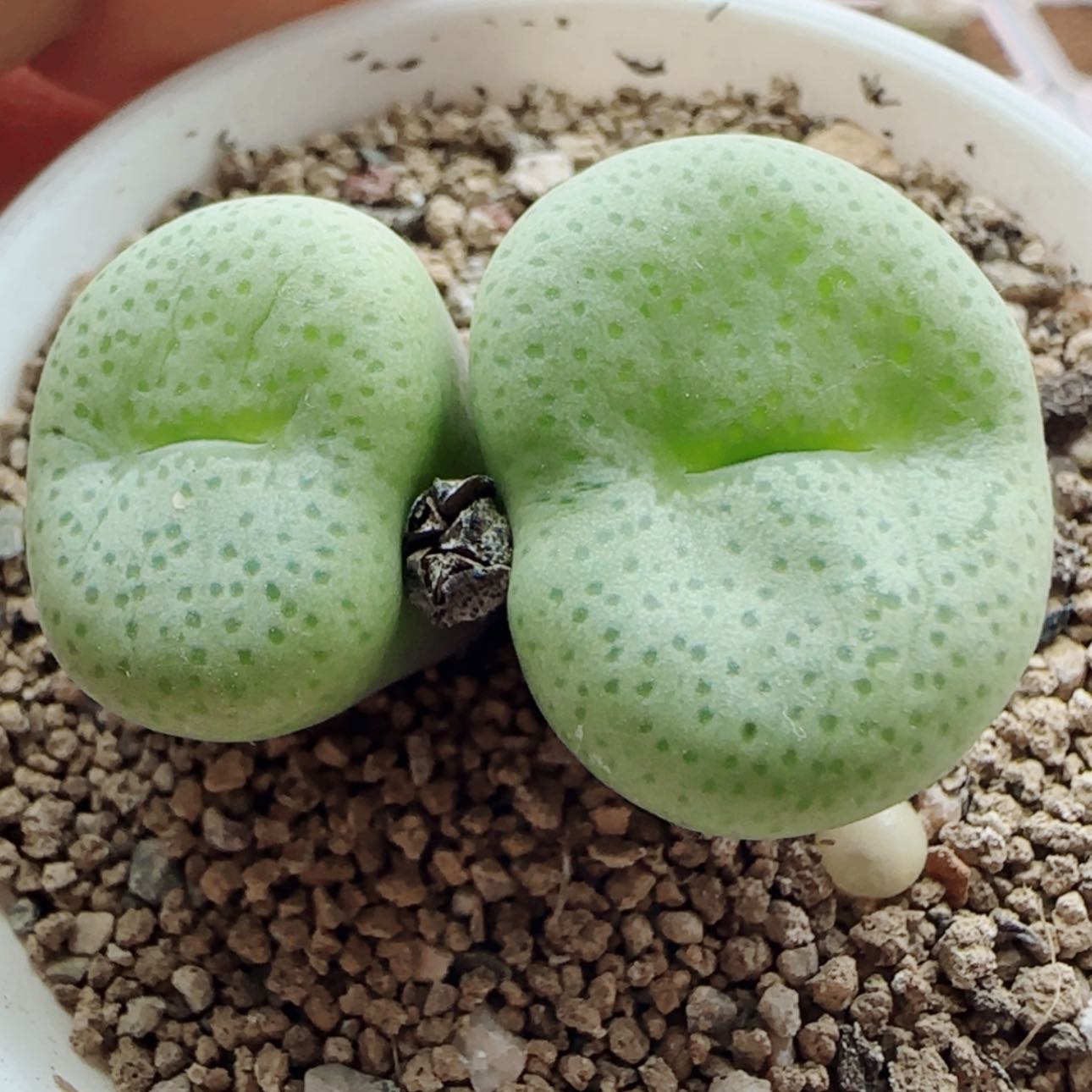 【闪购商品】19793