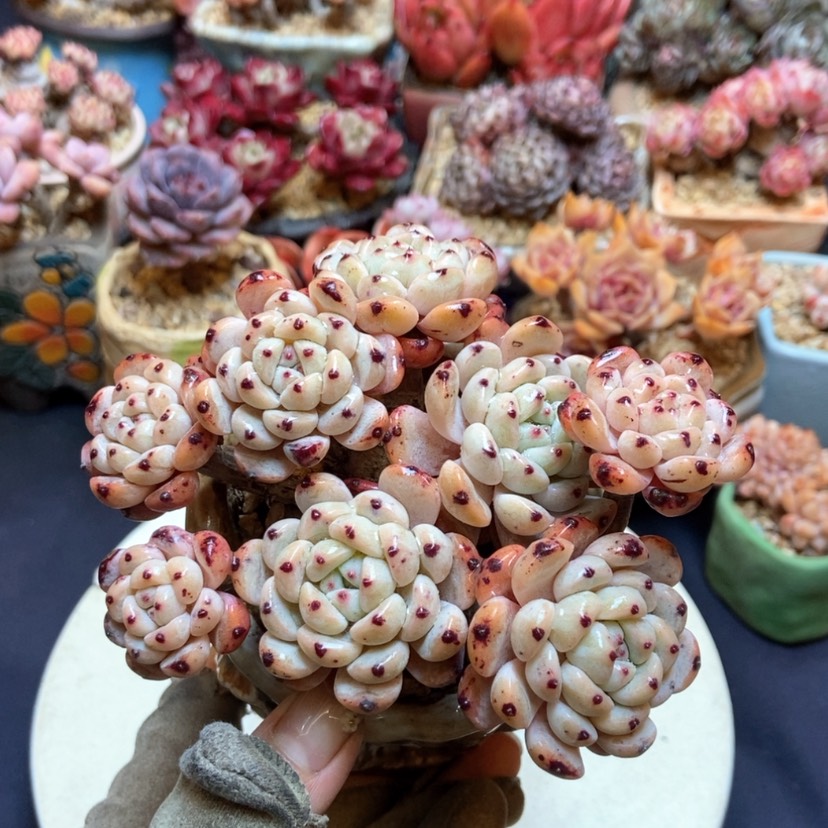 【闪购商品】星*比安特血爪