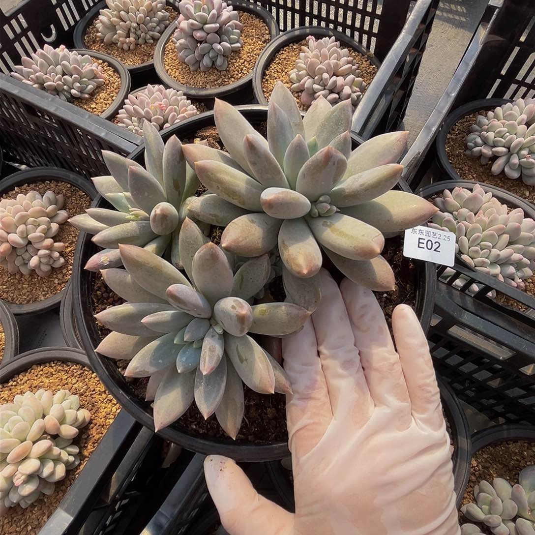 e e e e e e e e e 2