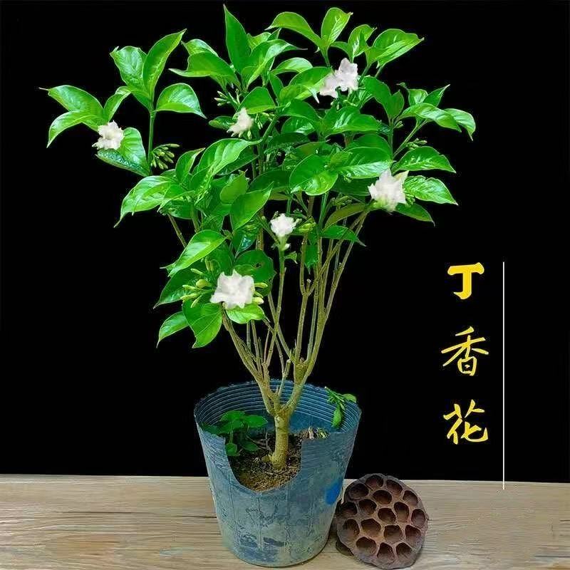 重瓣丁香花满头花苞原盆原土发货