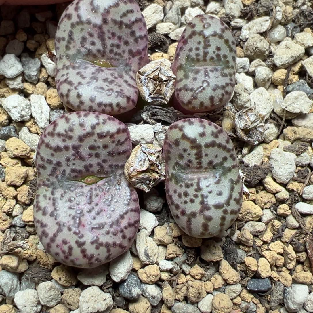 【闪购商品】1146。       