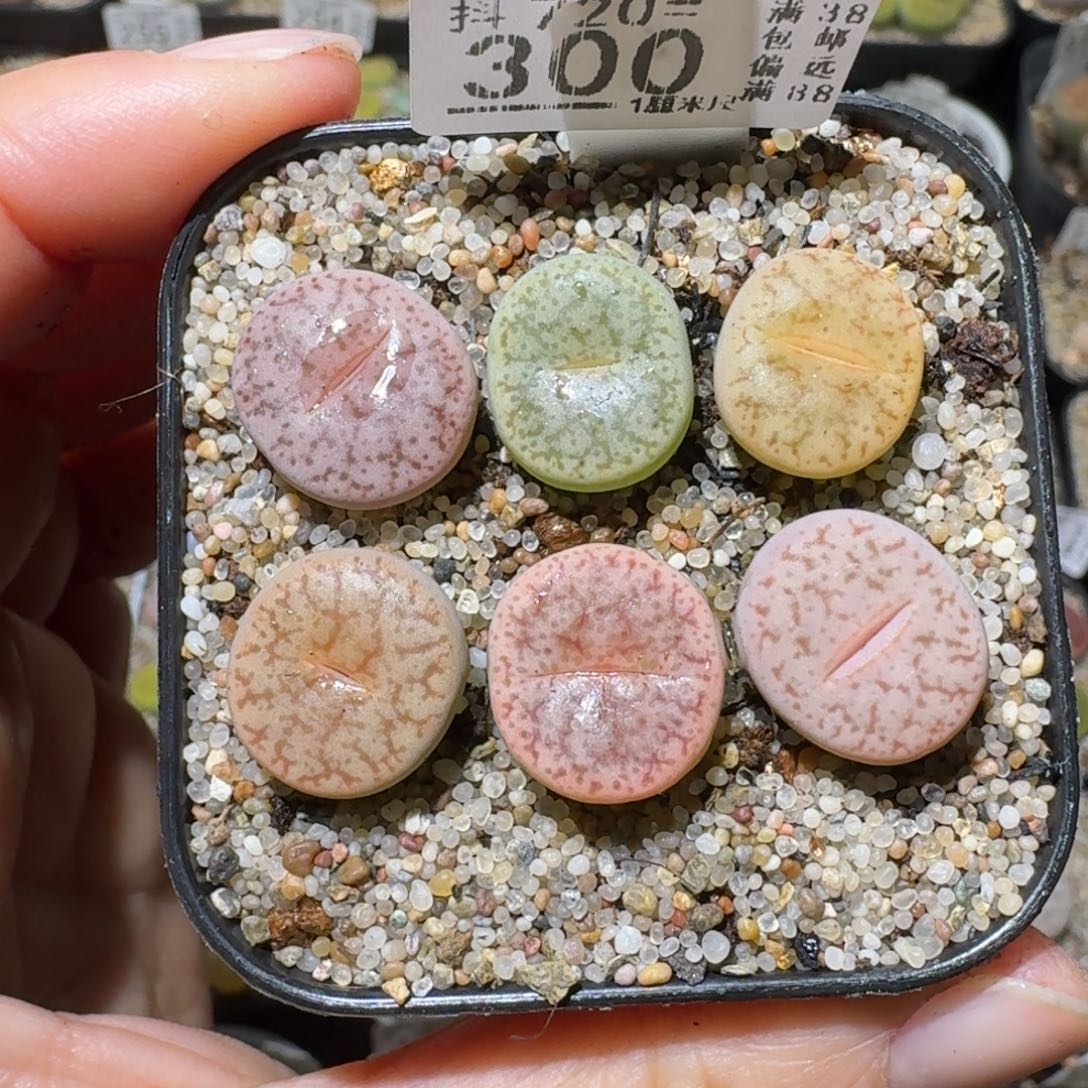 老板只卖高品质生活e300