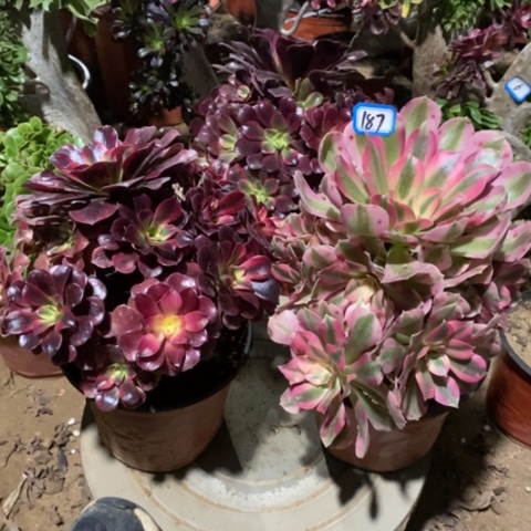 两颗法师一物一拍