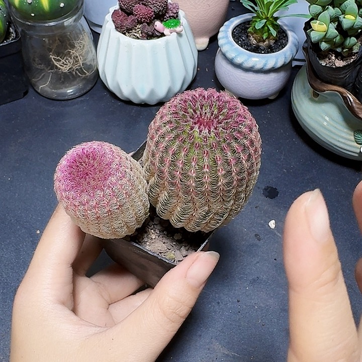 红太阳双头裸根一颗福利