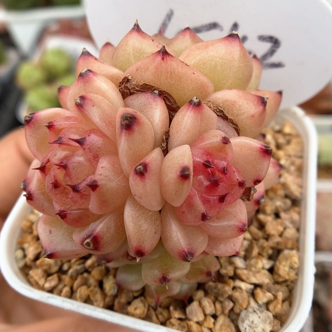 润玉珍妮群生可拍4542号