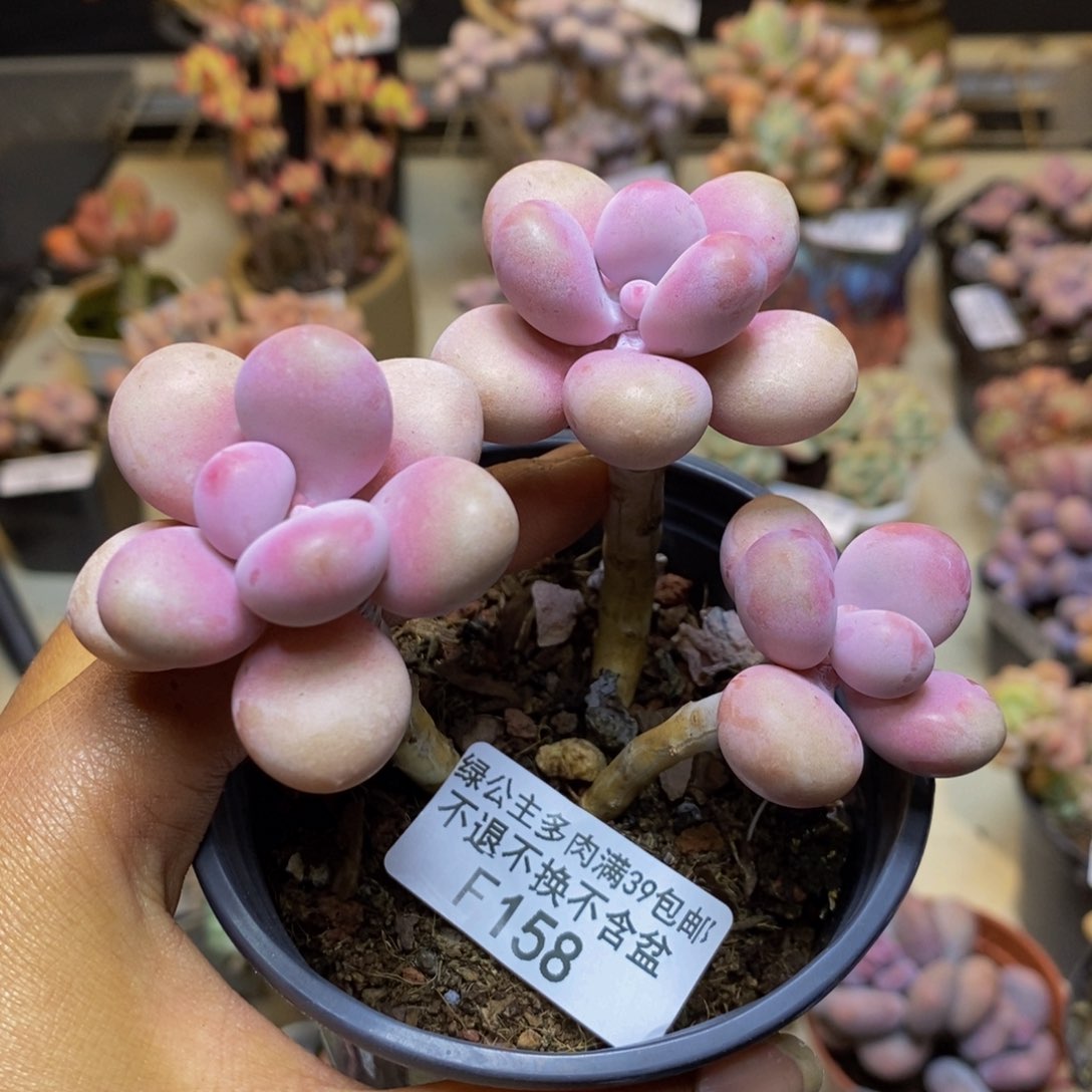 158糖果桃蛋多肉7cm