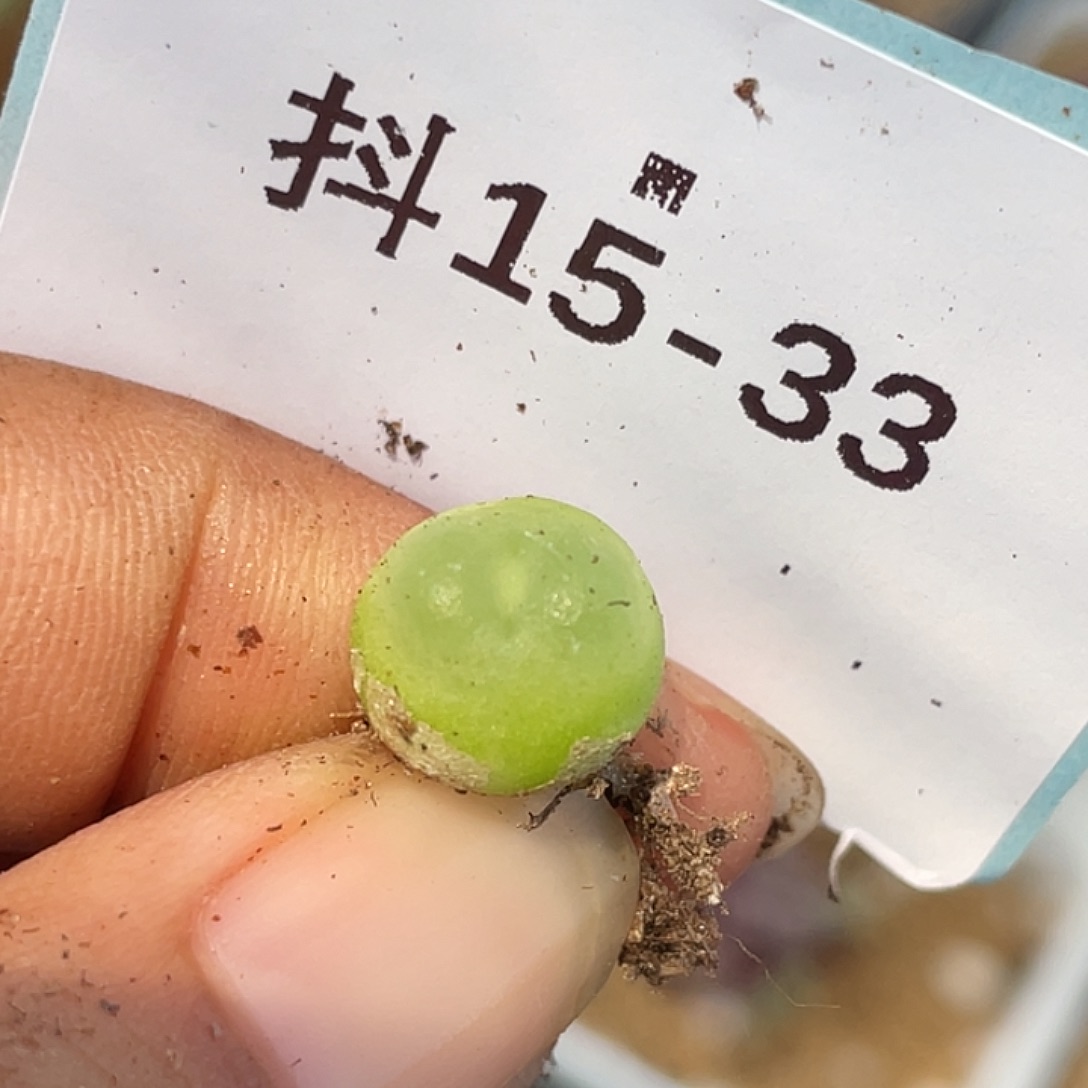 15-33小拉登多肉植物