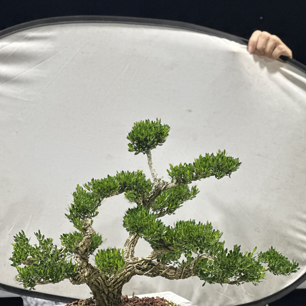 （一物一拍）精品老桩皱皮雀舌黄杨室内室外阳台绿植盆栽基地直发