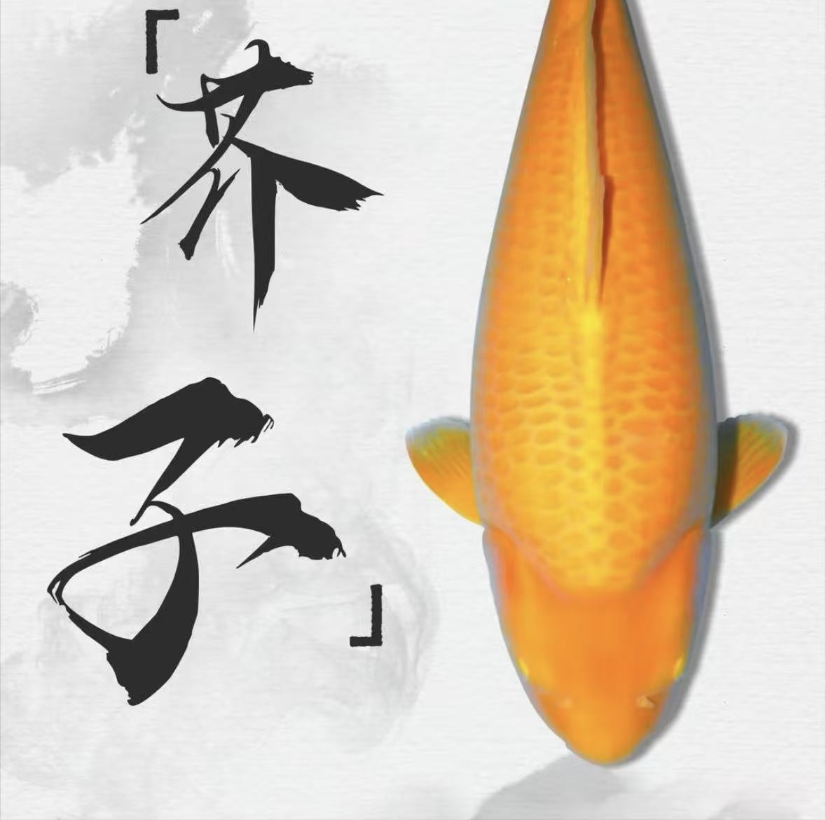王硬硬直播锦鲤专属