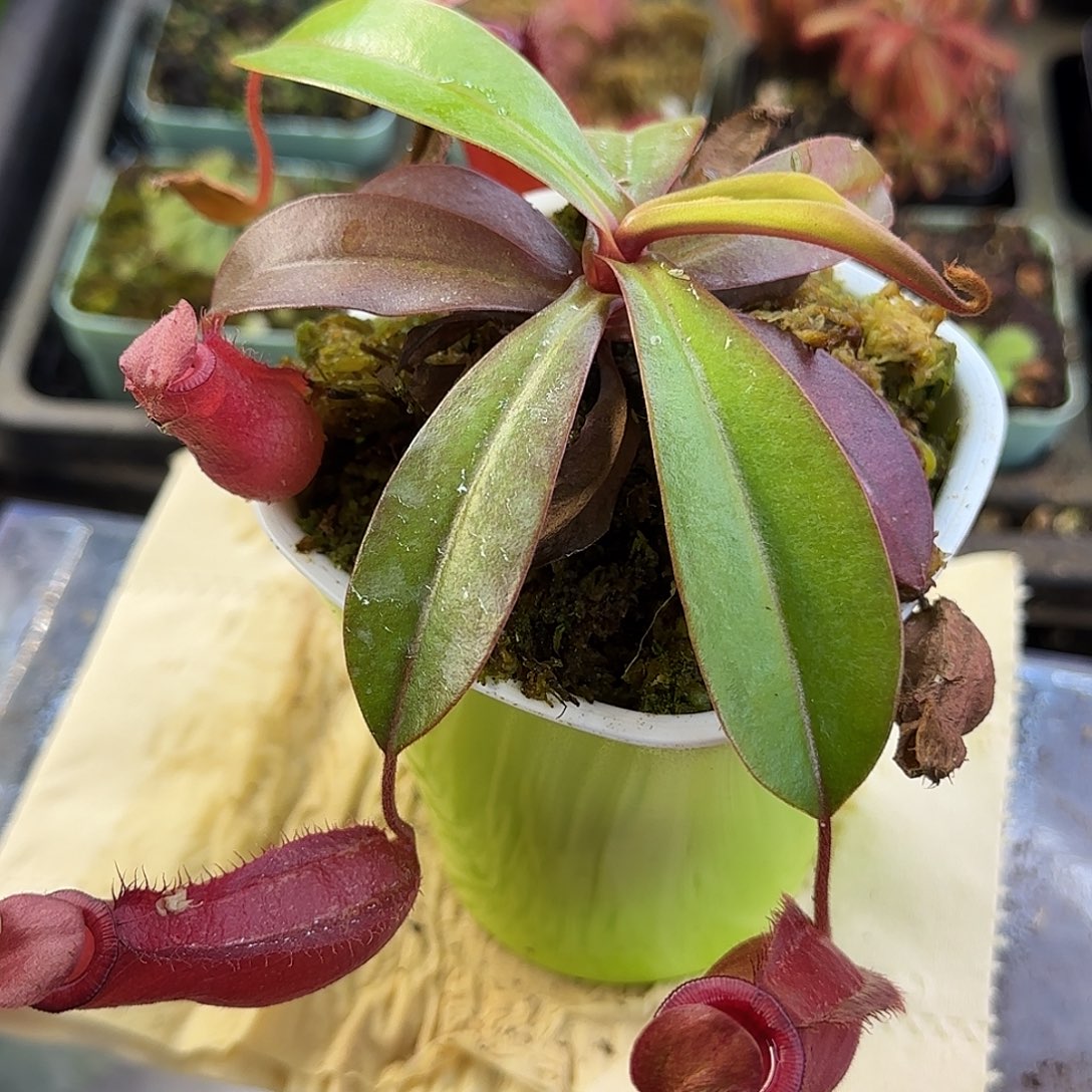 艳***_无花朵红玛丽猪笼