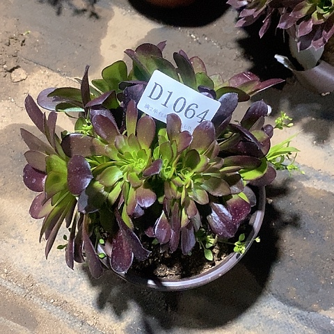 1064欧紫多肉丛林缀化