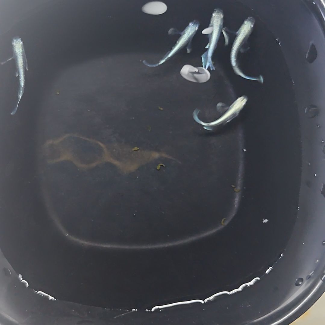 青鳉鱼短体天使5条