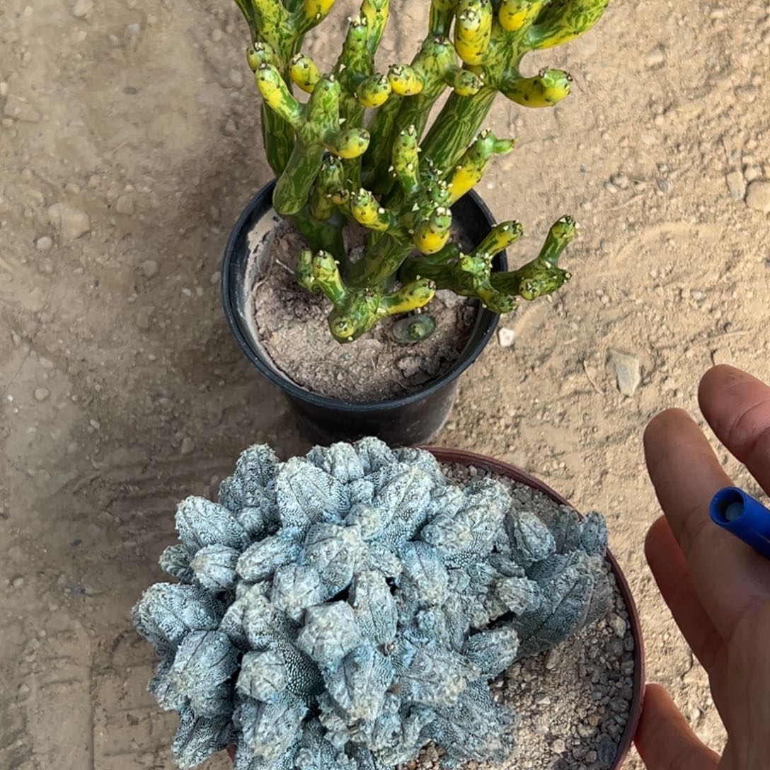 勋****余额。  零零落落 零零落落