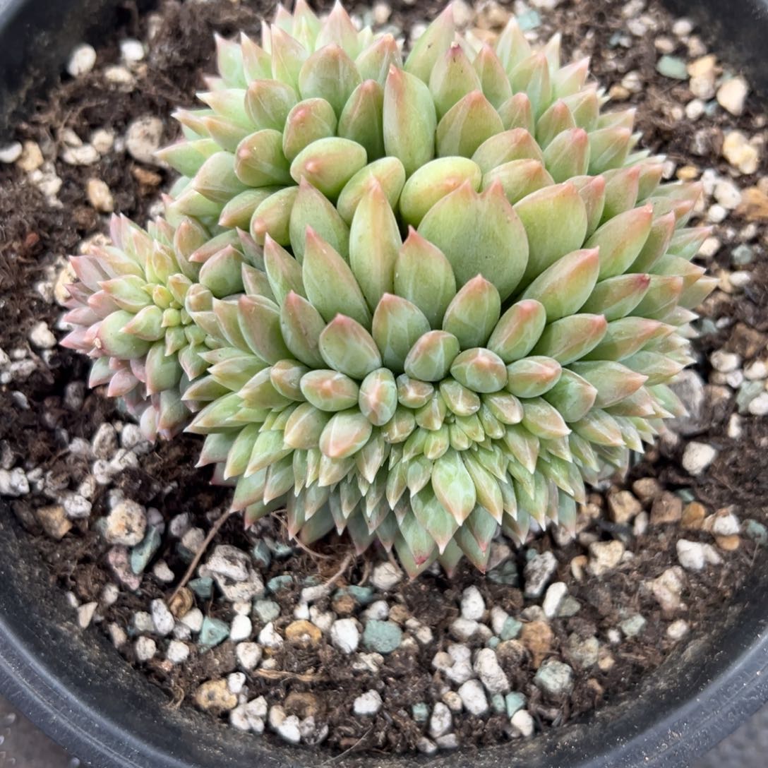 1118431 松露美人缀