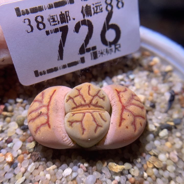 Sss精品生石花726化石菊