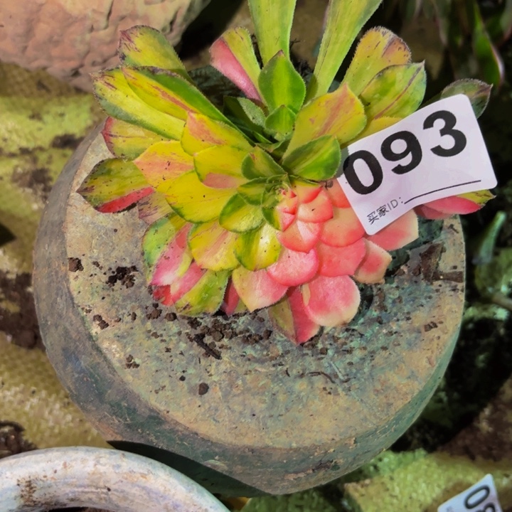  093四代知否多肉植物