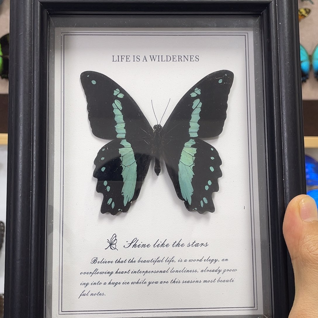 有机玻璃蝴蝶标本