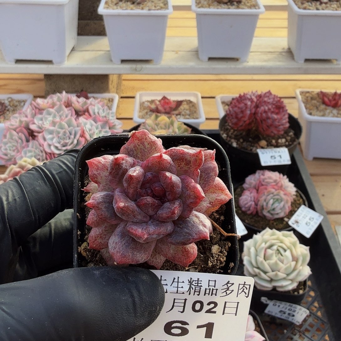 0102-61珍妮石化锦