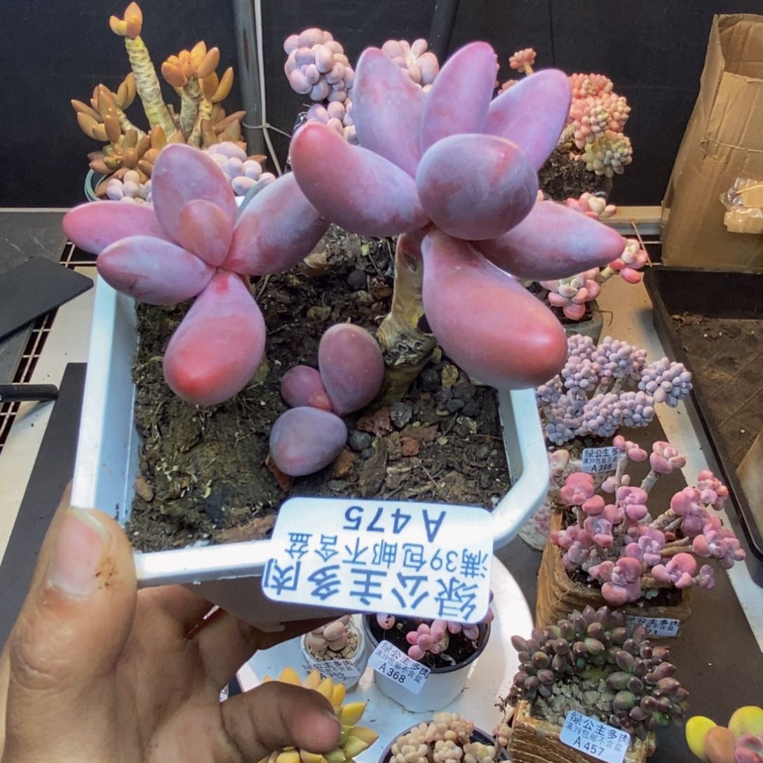 475糖果美人多肉8cm