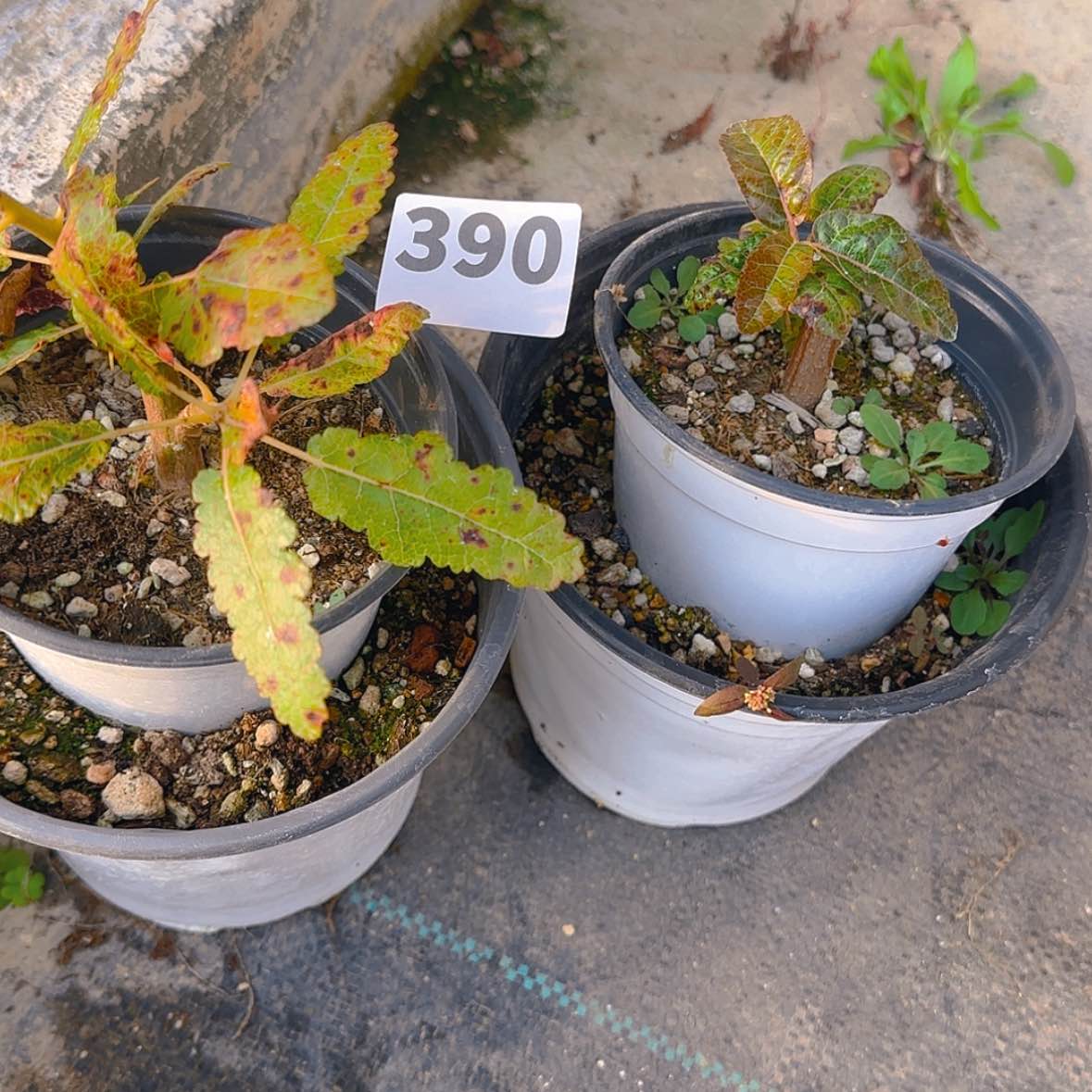 【闪购商品】是***?块根植物