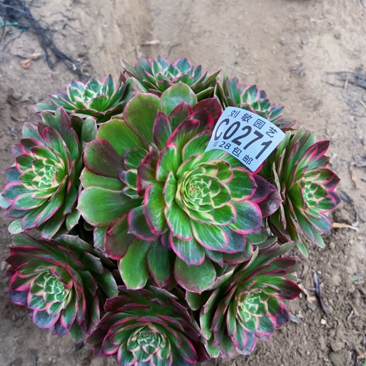 0271莲花座多肉植物法师