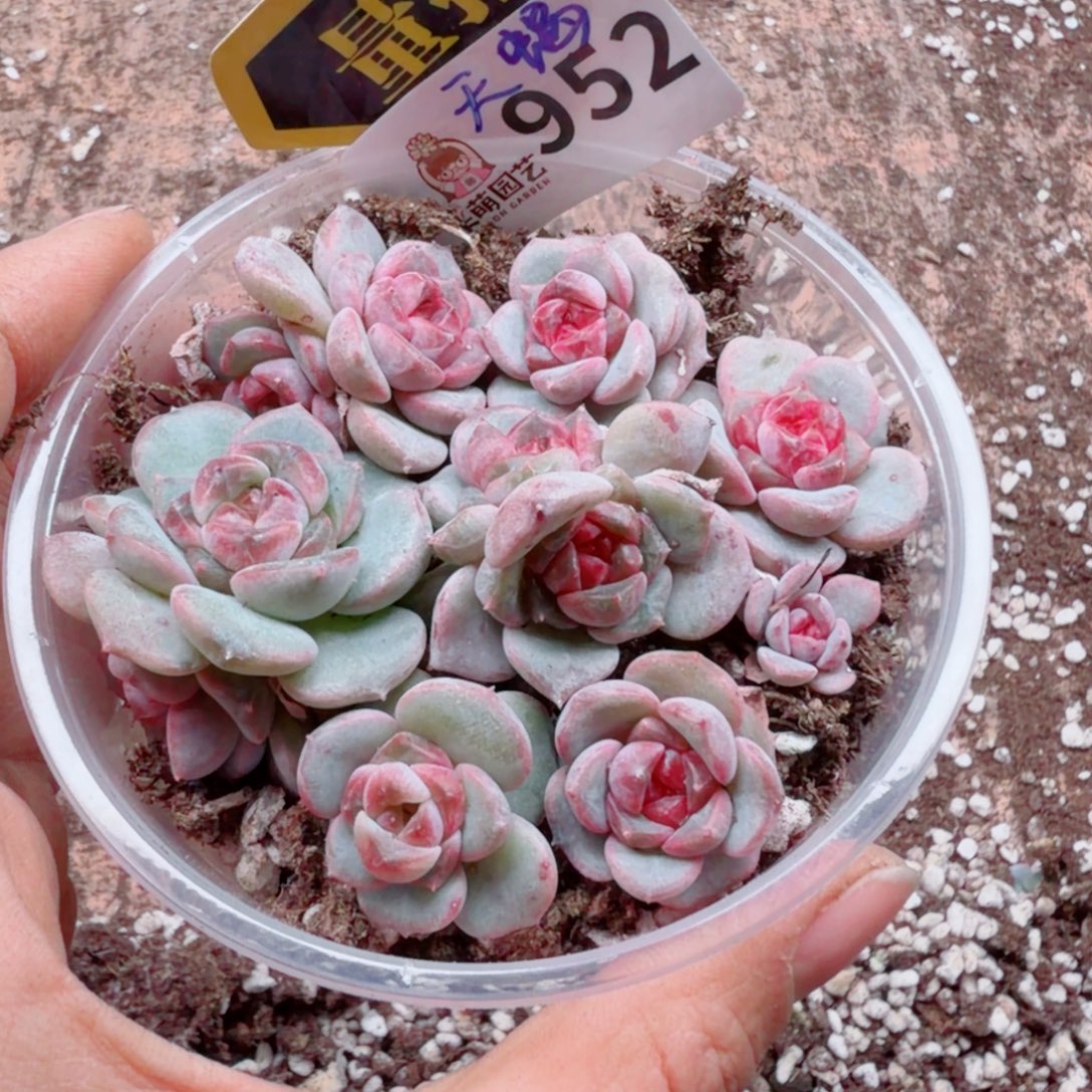 多肉植物多肉植物