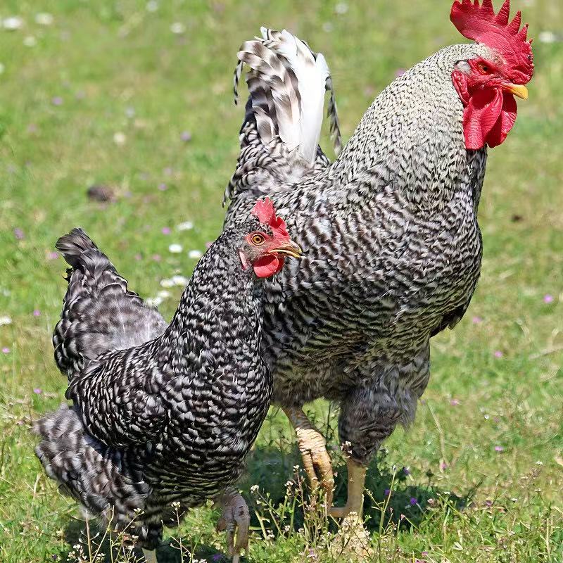 黑芦花正宗土鸡溜达鸡散养首选鲜美整只