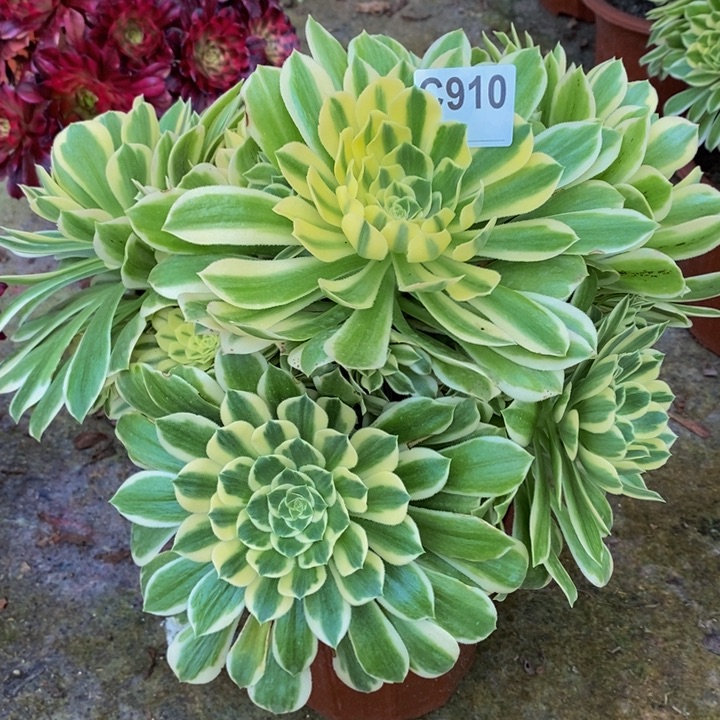 碧玉多肉植物910