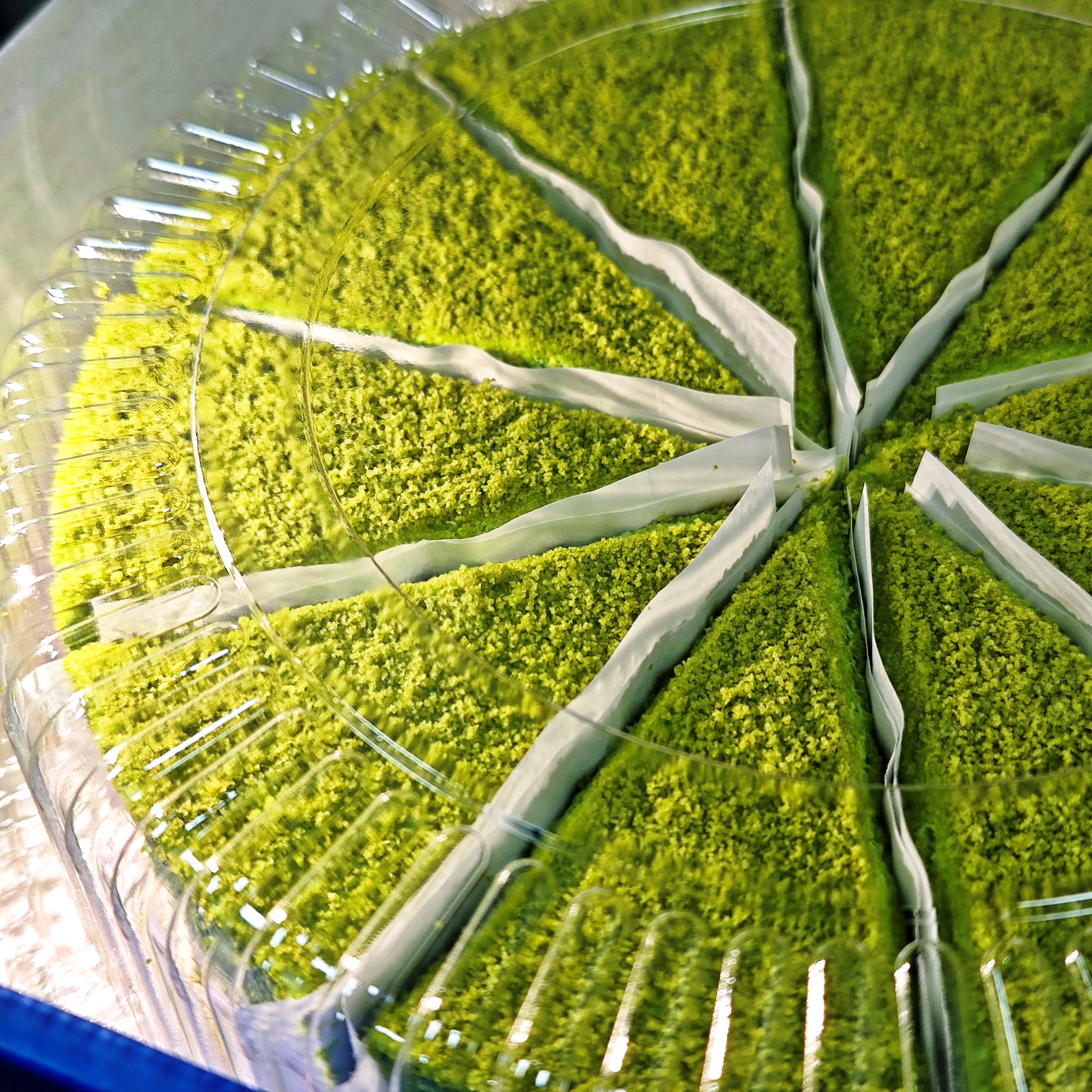 【2026.3.3到期】*1盒 抹茶芝士蛋糕950g