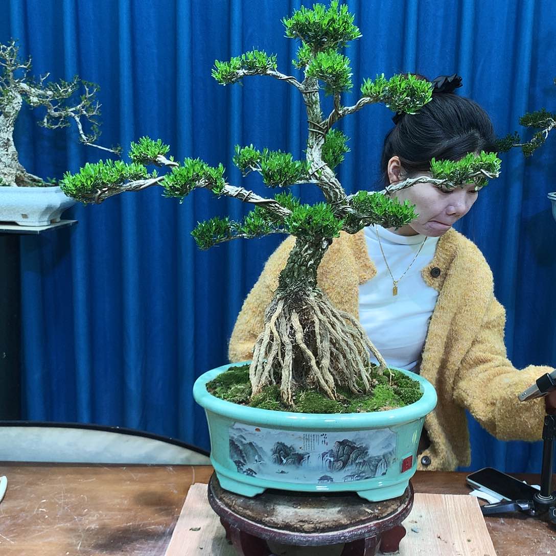 黄杨盆景一物一拍奥**.