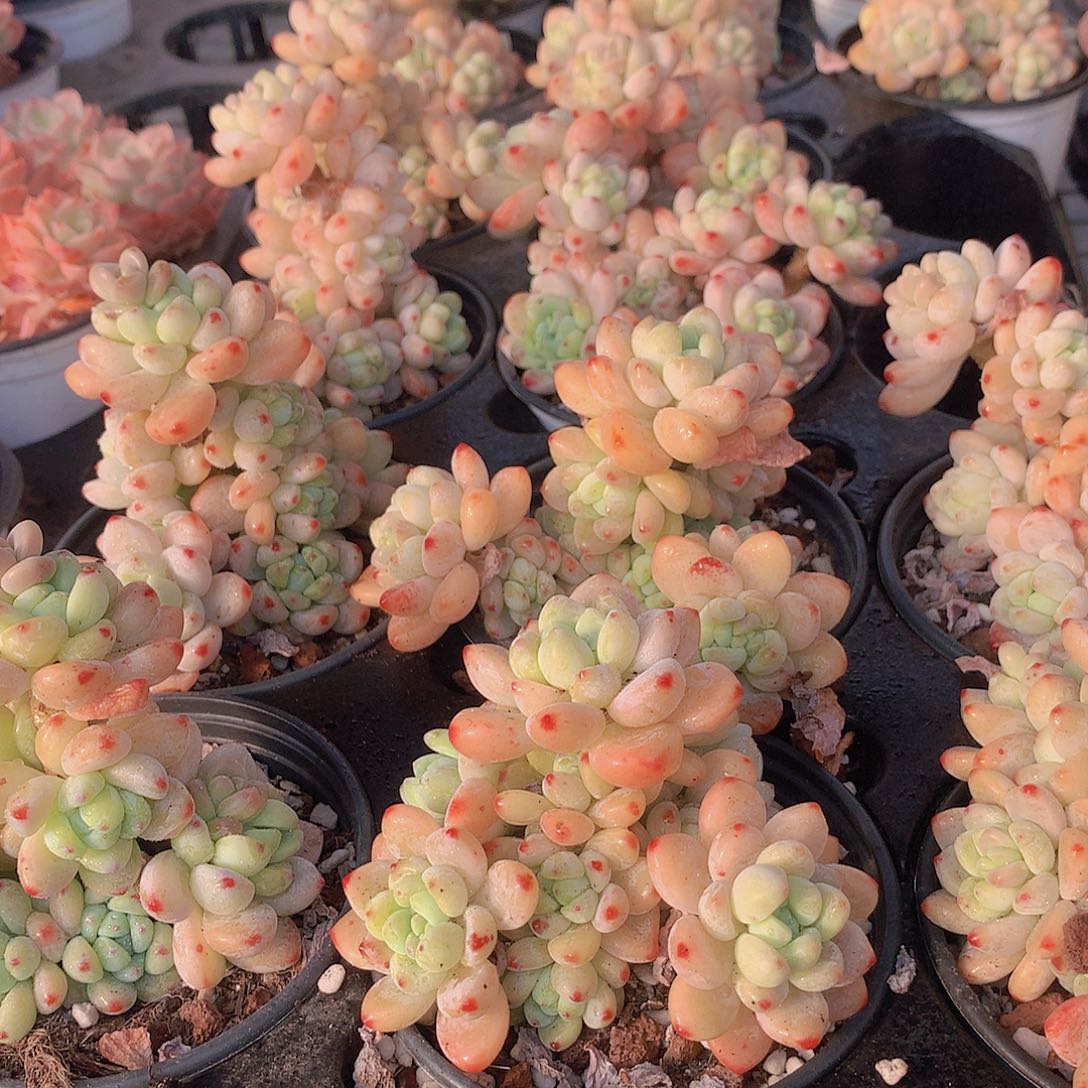 两颗罗琦245678e 2345677