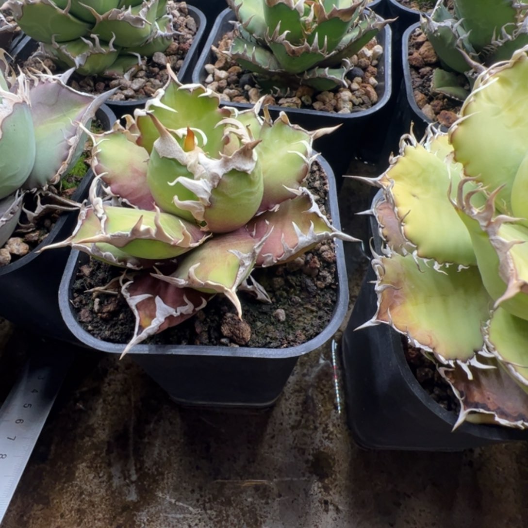 玉***清大大大大大大甲大大