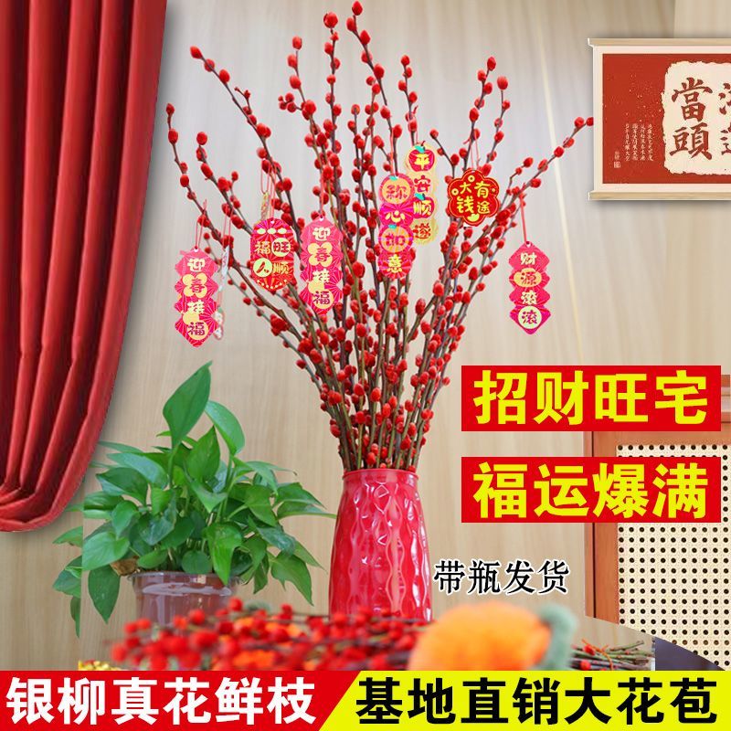 招财银柳真花鲜枝春节年宵花卉水培植物干花红色银柳客厅室内装饰