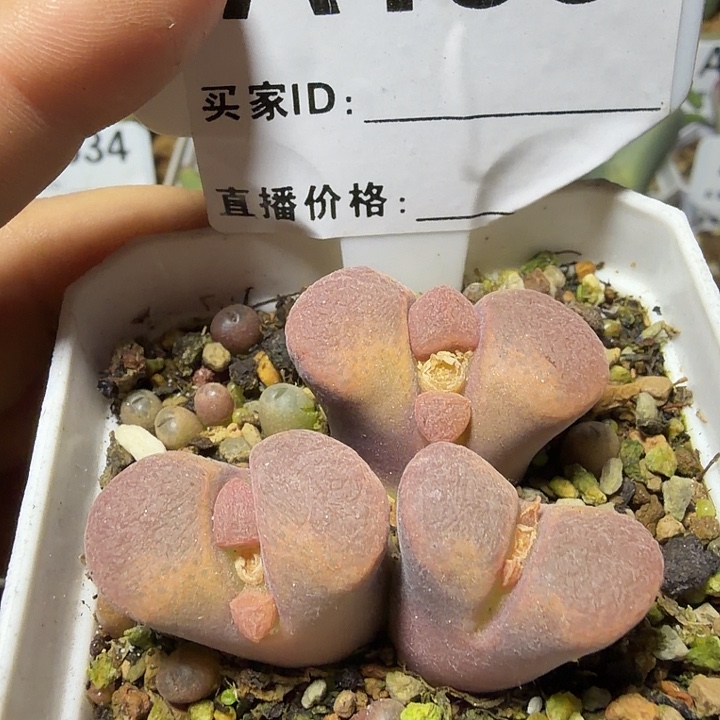 199。多肉植物的生长