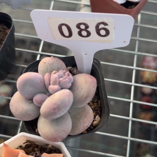 86原始奶 一物一拍多肉