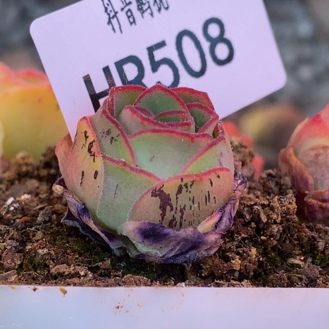 HR508福利38黛璃X各种