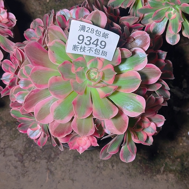 9349粉女郎多肉植物