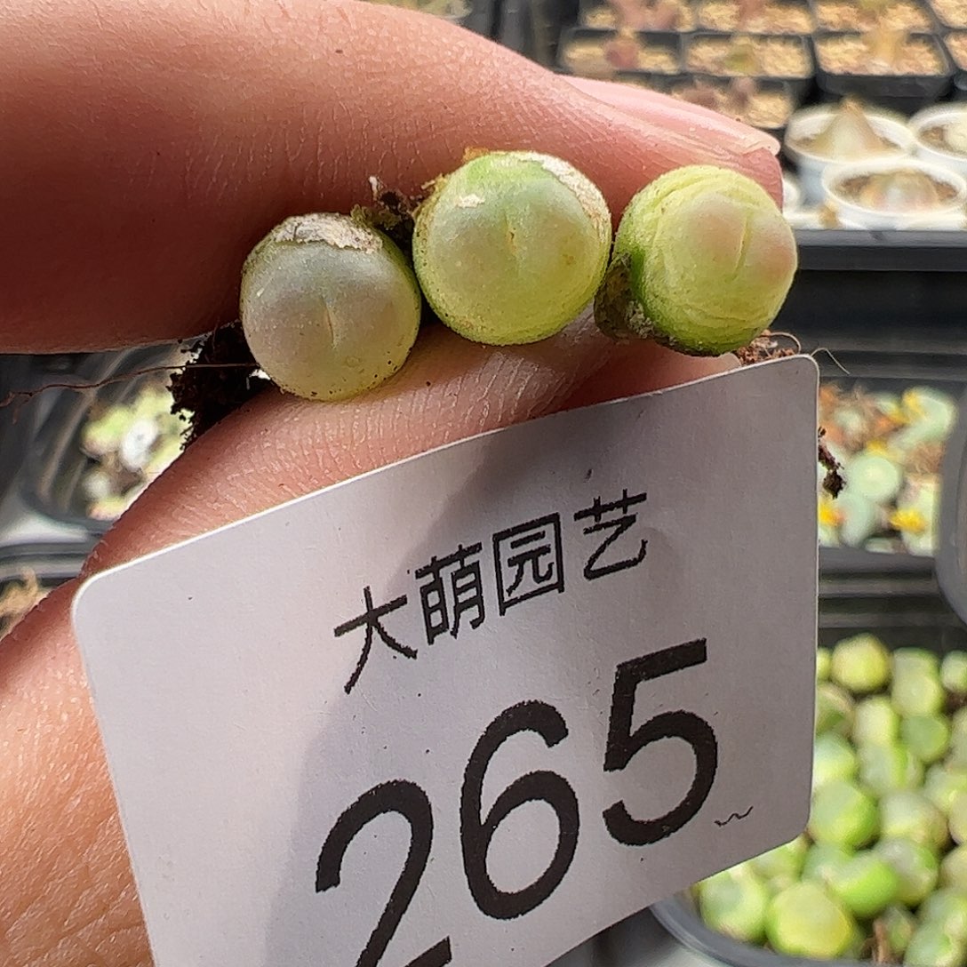 一物一拍。     265