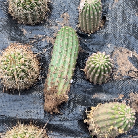 超级杏1毛花柱微瑕