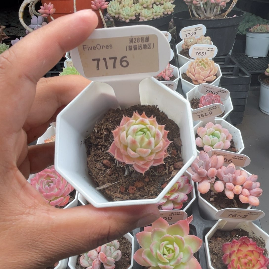 7176朱砂痣3.0厘米