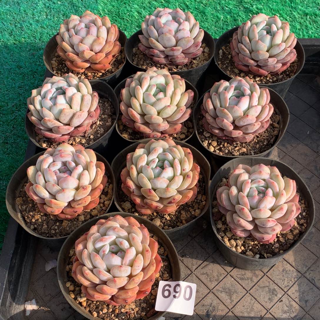 690橙子多肉植物组合