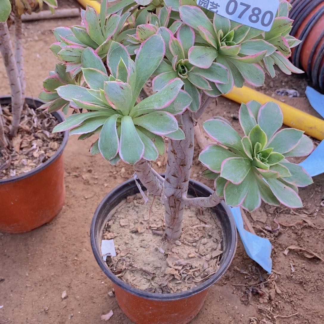 780 号一物一拍多肉植物
