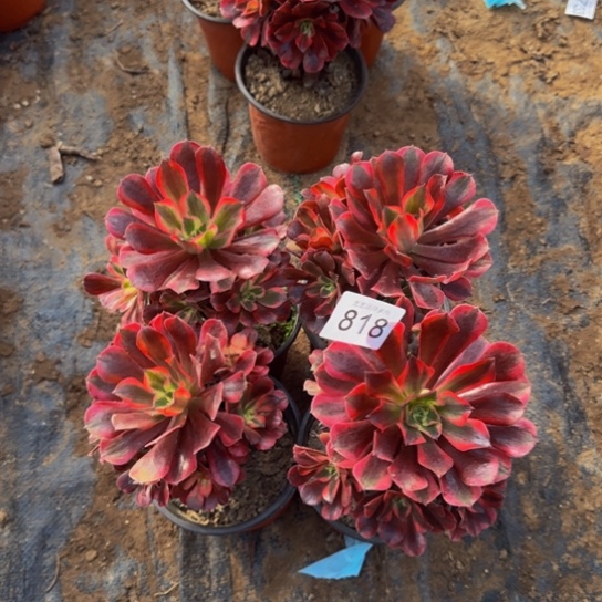 美杜莎迷你4棵3号棚818