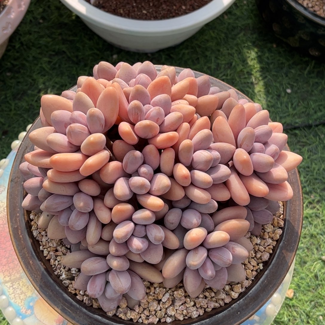 蜜多丽多头一物一拍